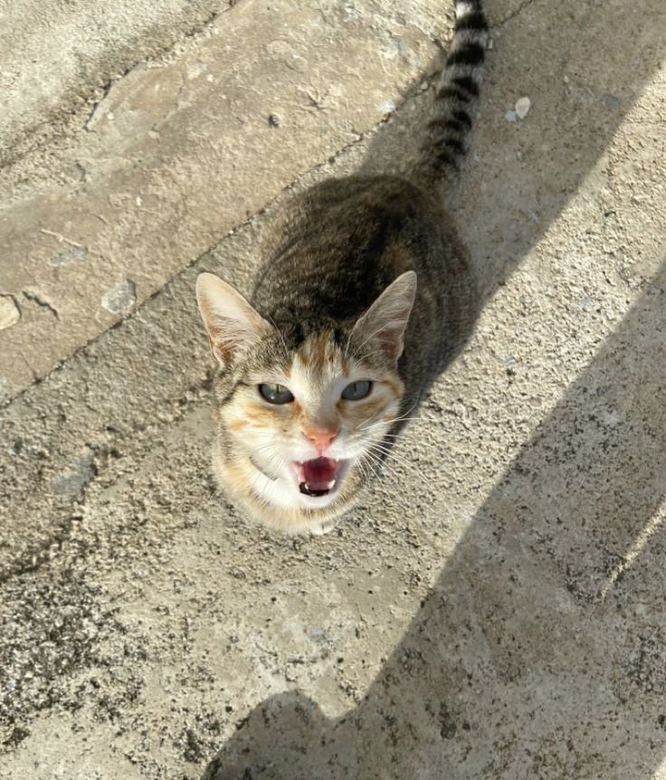 Mimi