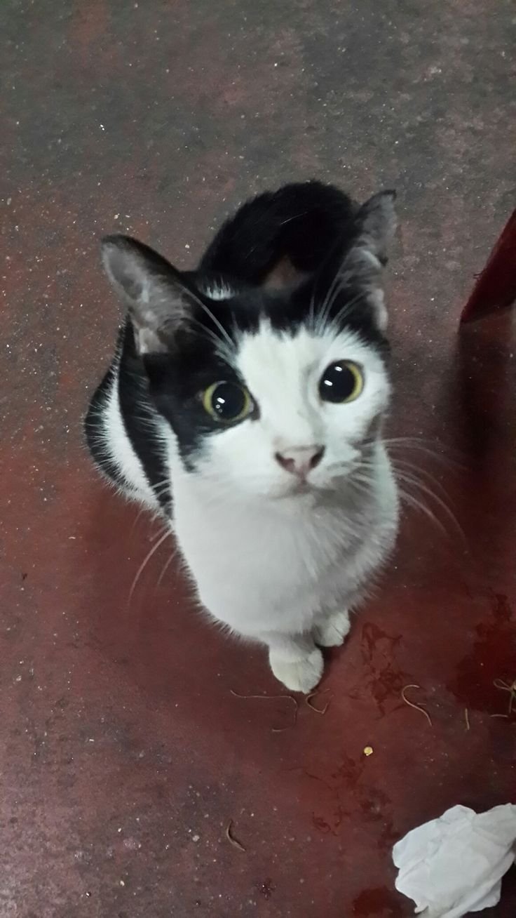 Oreo